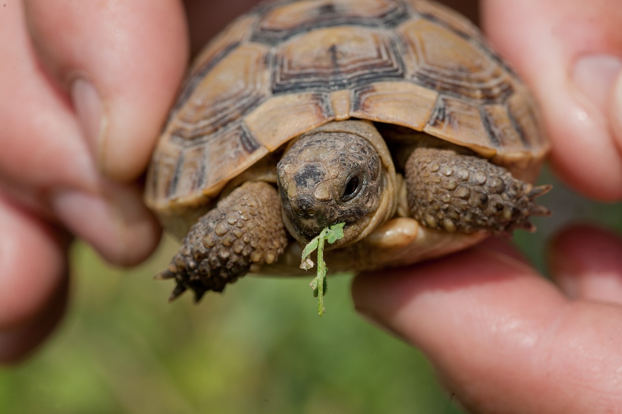 The Importance of Bio-diversity in Sustainable Living